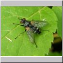 Sarcophaga sp - Fleischfliege 04a.jpg